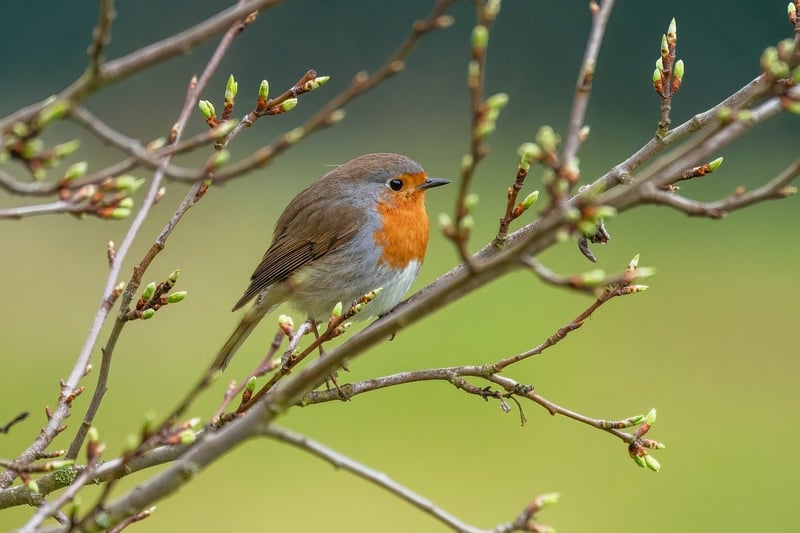 Bird Watching Trips