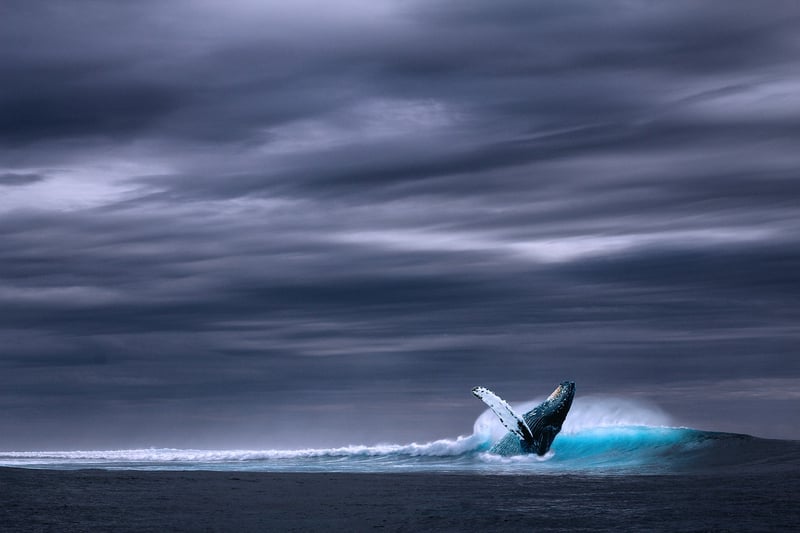 Whale Watching Tours